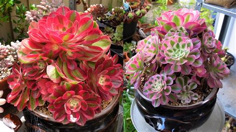 Step-by-Step Guide to Aeonium Pink Witch Care: From Planting to Pruning